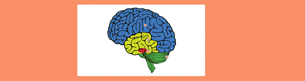 teen brain3